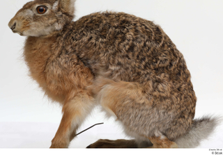 Hare  1 whole body 0010.jpg